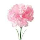 SMYCKA Artificial flower, carnation/pink, 30 cm