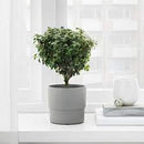 NYPON Plant pot, in/outdoor grey, 9 cm