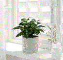 CHIAFRÖN Plant pot, in/outdoor white, 12 cm
