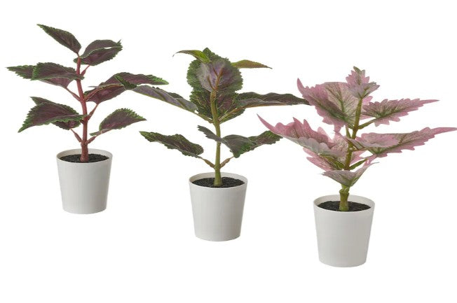 FEJKA Artifi potted plant w pot, set of 3, in/outdoor Painted nettle, 6 cm